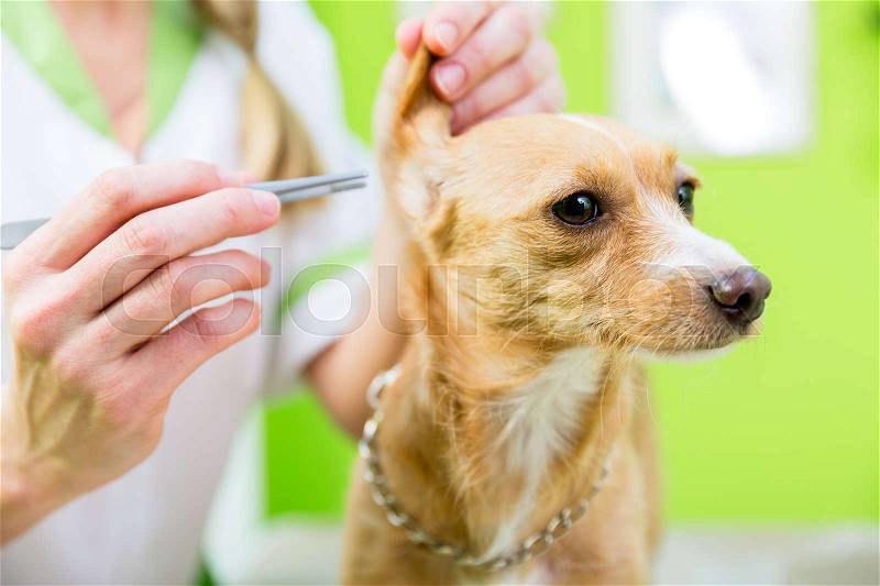 Dog gets ear clearing with pincers in pet grooming parlor, stock photo