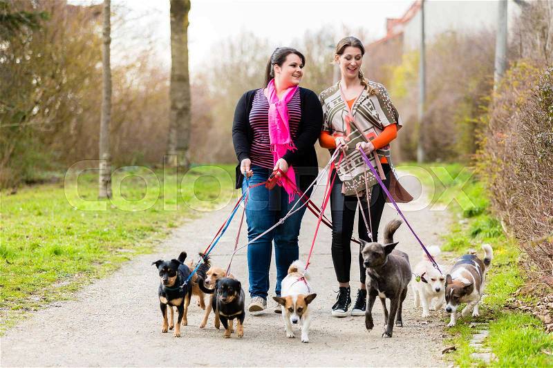 Dog sitters walking their customers, stock photo