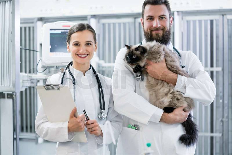 Two vet doctors with cat in intensive care unit of animal clinic, stock photo