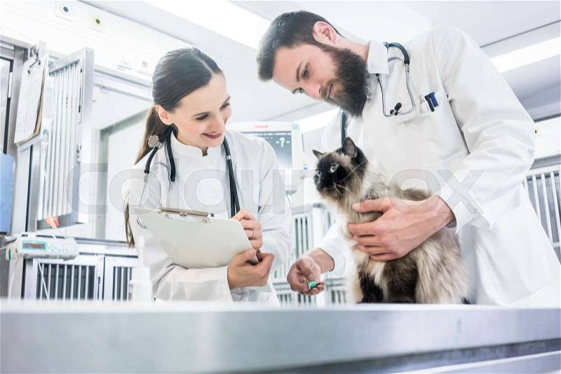 Cat on examination table of veterinarian clinic with two pet doctors, stock photo
