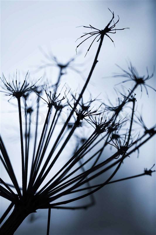 Dark dry Heracleum sosnowskyi flower, silhouette macro photo with selective focus and blue tonal correction filter effect, stock photo