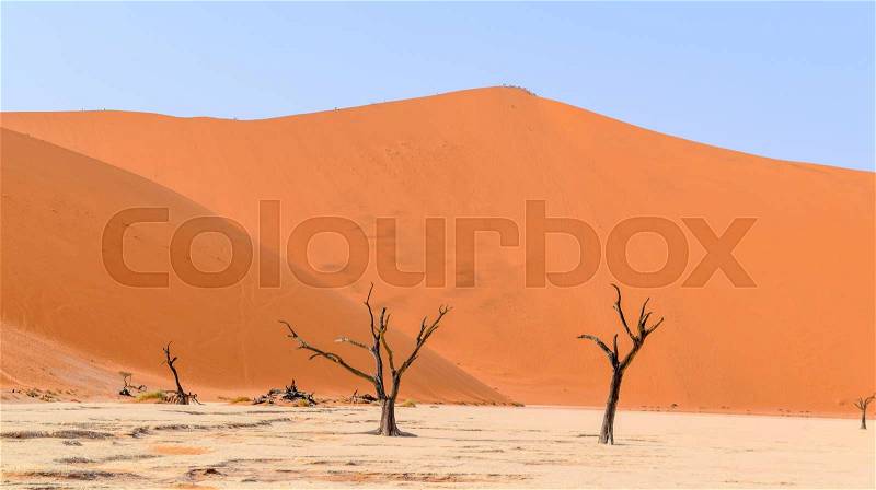 Namib desert scenery with dead acacia trees around Deadvlei in the Sossusvlei area in Namibia, Africa, stock photo