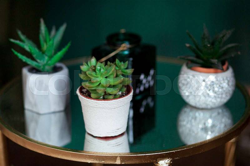 Green succulents, in a white modern vases, glass tabletop, stock photo