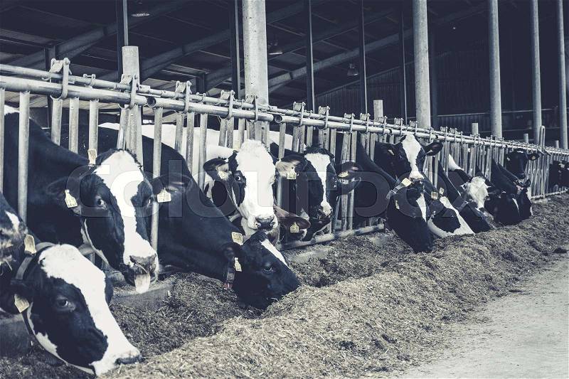 Cows in a farm. Dairy cows. black and white photography, stock photo