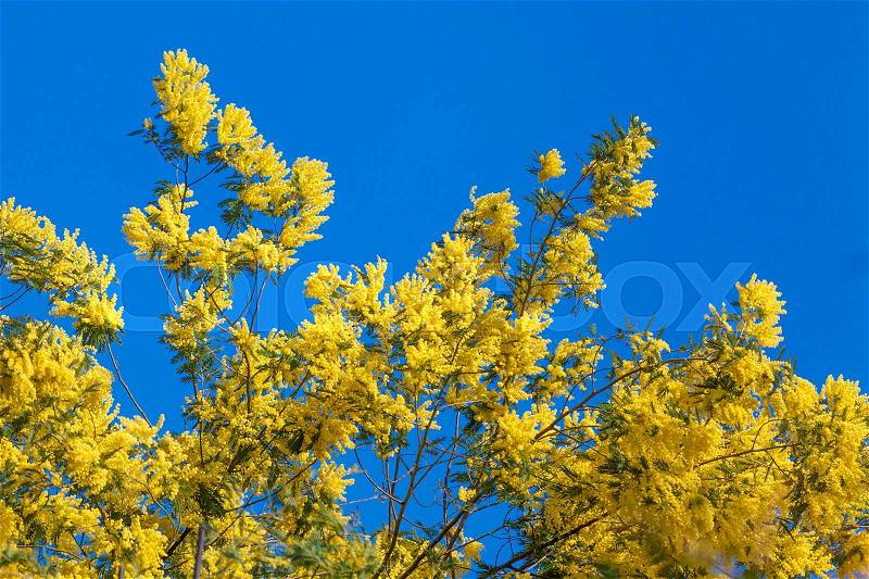 Mimosa flowers. Acacia Dealbata Mimosa. Mimosa Flowers on Blue Sky, stock photo