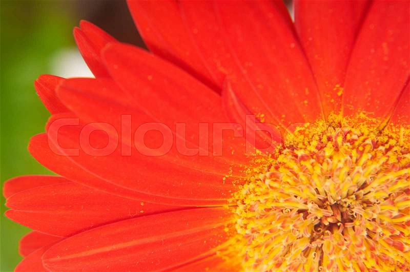 Part of red gerbera flower on green background, stock photo