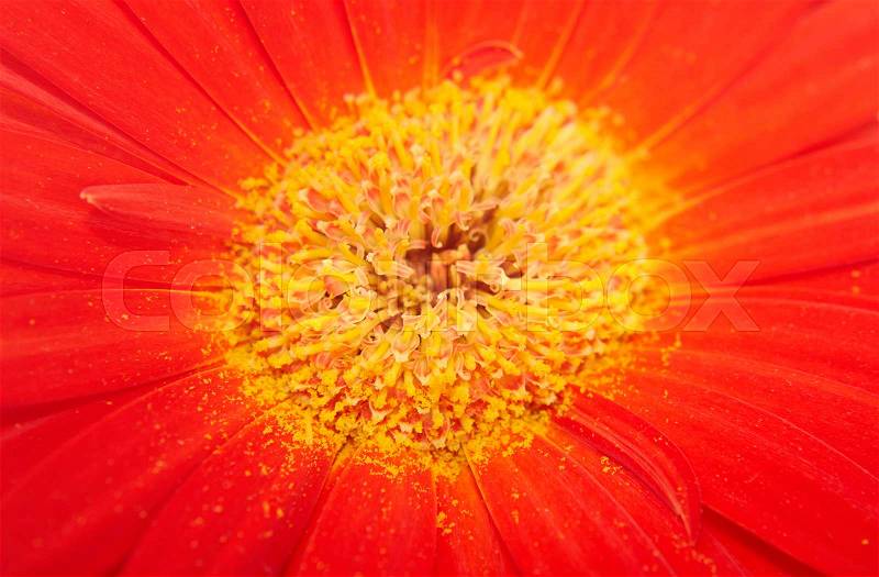 Cenral part of red gerbera flower close-up, stock photo