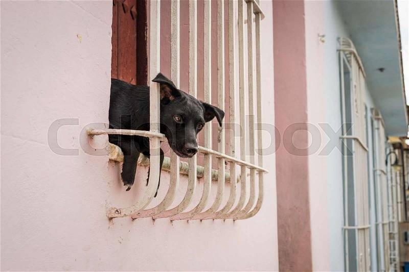 Little black puppy sitting in the window and looking through window bars out on the street, stock photo