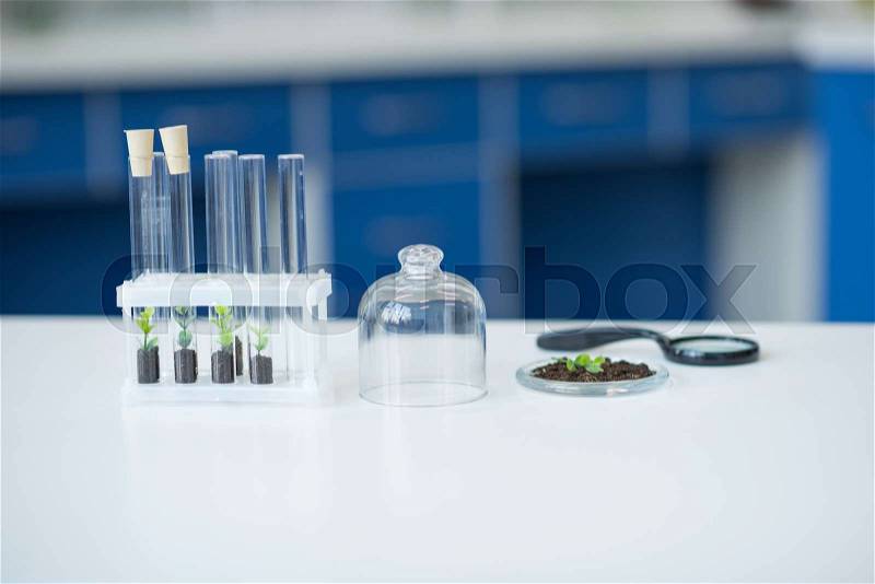 Test tubes with green plants in soil on table in laboratory, stock photo