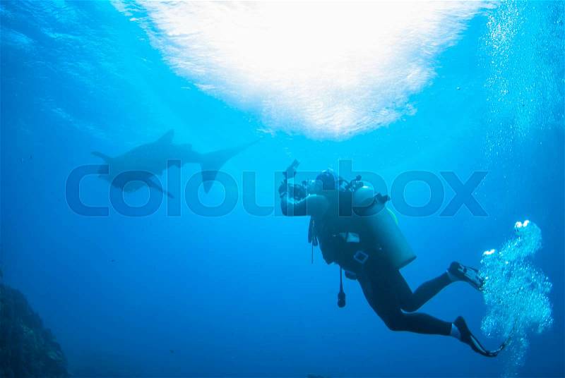 Scuba diving photographer with whale shark in north andaman, Thailand, stock photo