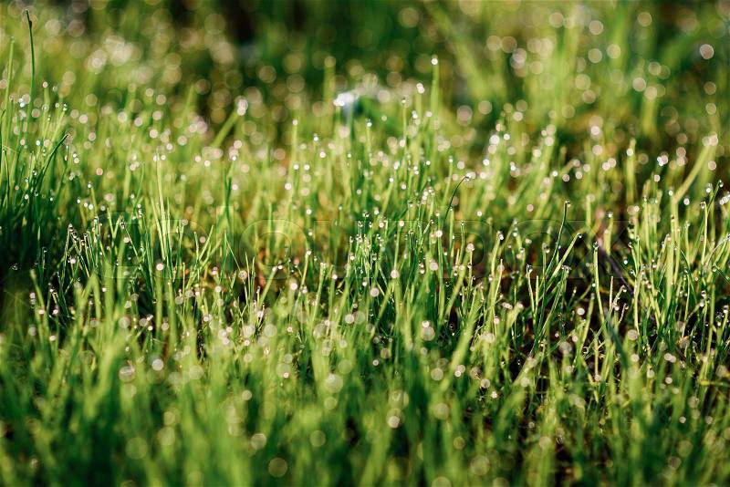 Fresh morning dew on spring grass, natural background - close up with shallow DOF, stock photo