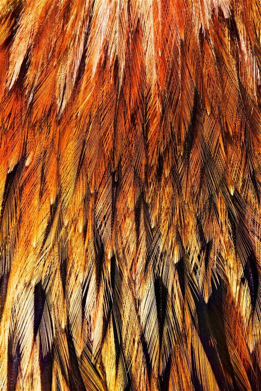 Bright brown feathers group of some bird, stock photo