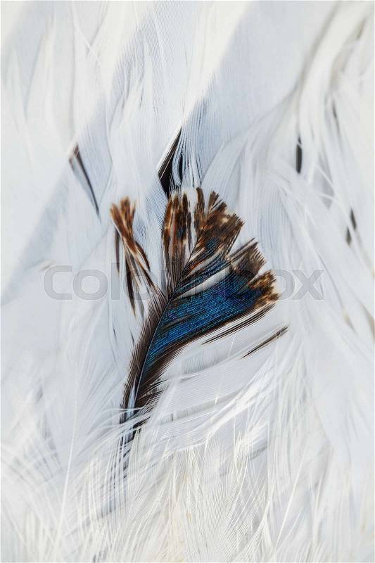 Bright brown feather group of some bird, stock photo
