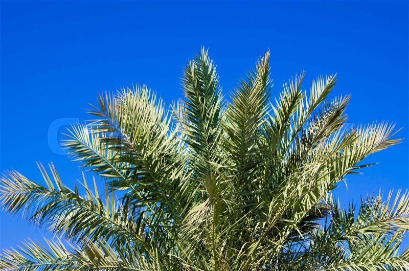 Green palm tree on blue sky background, stock photo