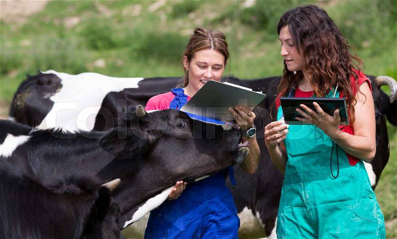 Veterinary on a farm performing a physical examination in a cow, stock photo