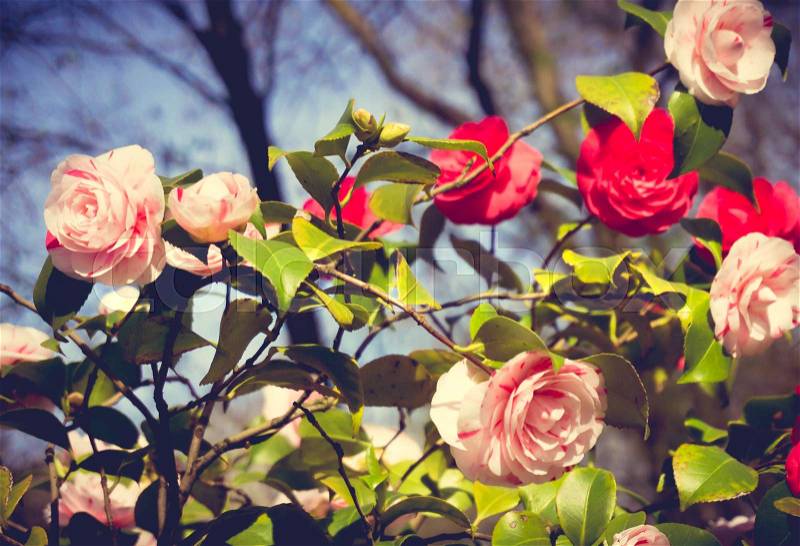 Rose in the garden. rose flowers decoration, Floral background, stock photo
