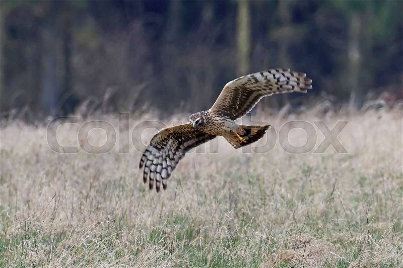 Hen harrier looking for food in its natural habitat, stock photo