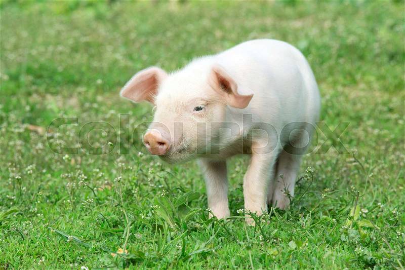 Young pig on a spring green grass, stock photo