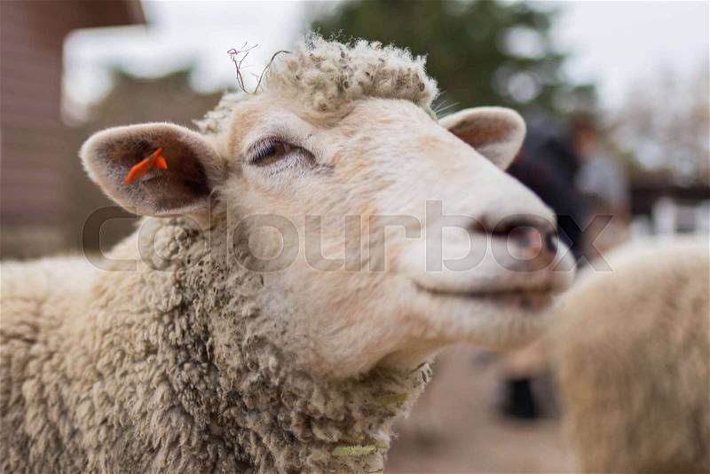 Sheep head close up. Farm animals, stock photo