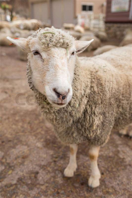 Sheep head close up. Farm animals, stock photo