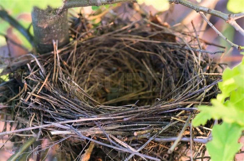 Empty bird\'s nest on an oak tree in spring during the Easter holiday closeup, nature background, stock photo
