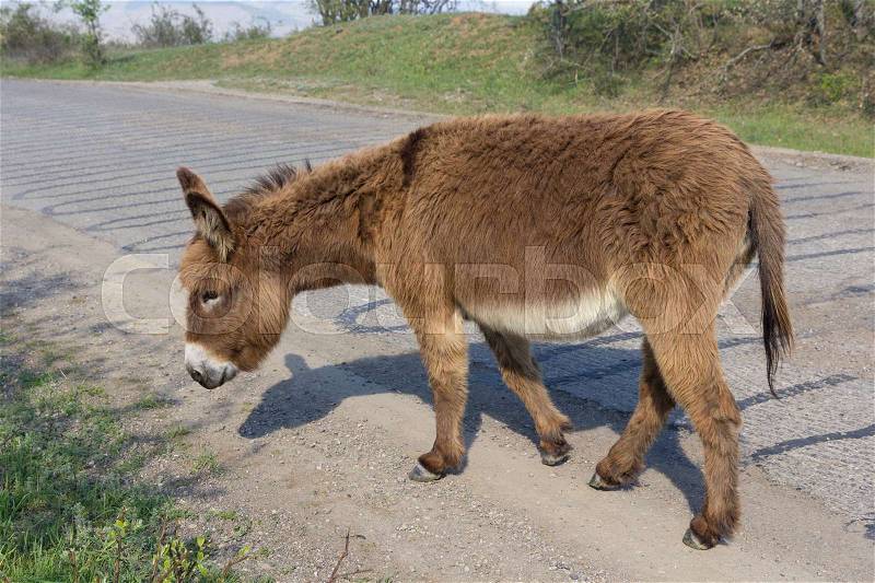 Brown donkey runs along the paved road, stock photo