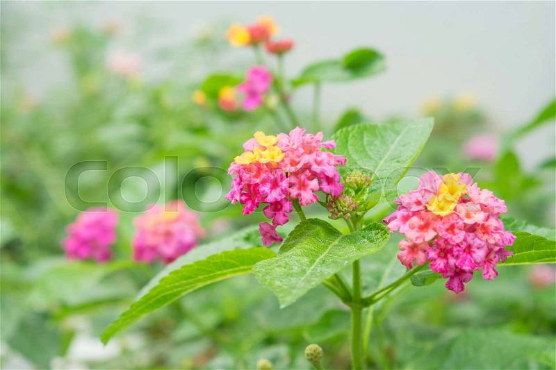 Lantana camara flowers, Herbal and Medicinal Flowers, stock photo