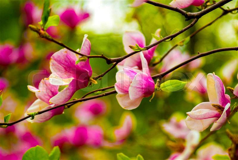 Decoration of few magnolia flowers. pink magnolia flower, stock photo