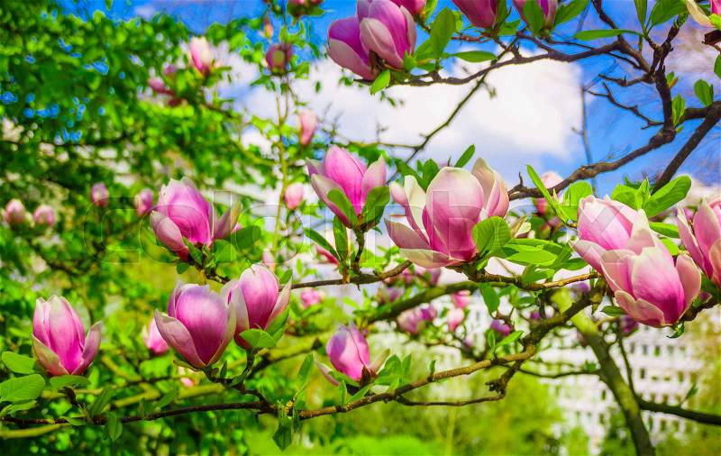 Pink magnolia tree blossom. magnolia flower, stock photo