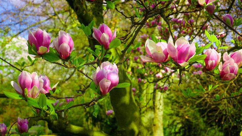 Pink magnolia tree blossom. magnolia flower, stock photo
