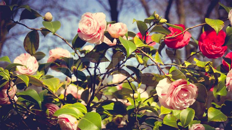 Rose in the garden. rose flowers decoration, Floral background, stock photo