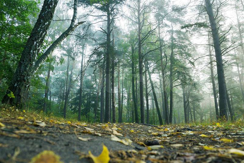 Beautiful magic forest after rain. Country road in beautifull foggy forest, stock photo