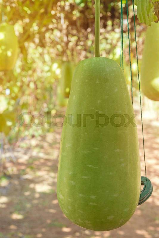 Hanging winter melon in the garden or Wax gourd, Chalkumra in farm, stock photo