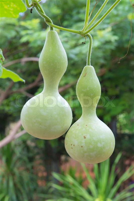 Hanging winter melon in the garden or Wax gourd, Chalkumra in farm, stock photo