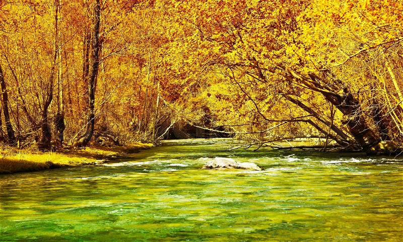 Beautiful autumn forest and river, big trees covered with yellow dry old leaves, seasonal nature, stock photo