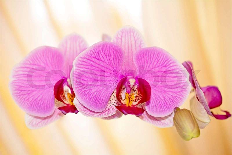 Closeup pink orchid flowers on a yellow background, stock photo