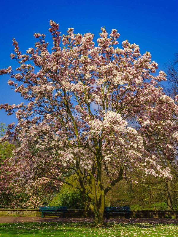A beautiful Magnolia tree. Bloomy magnolia tree, stock photo