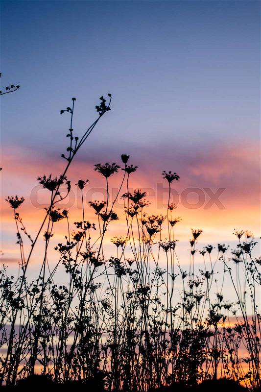 Silhouette of plants against the background of sunset in summer, stock photo