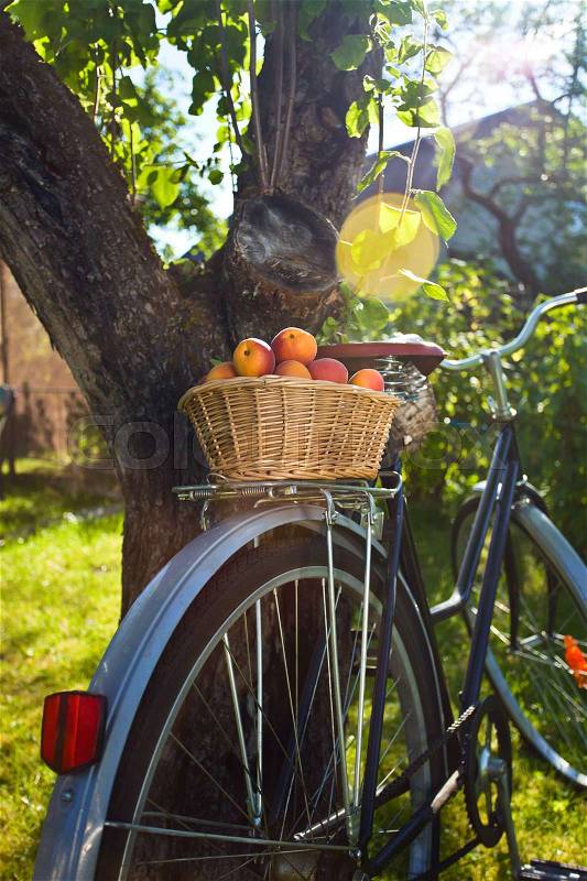 Basket with fresh juicy apricots on a old bike . Sunny summer day in the garden, stock photo
