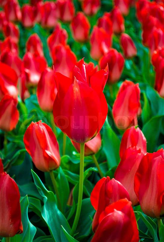 Field of tulips. Field of red tulips. Red tulips. tulips, stock photo