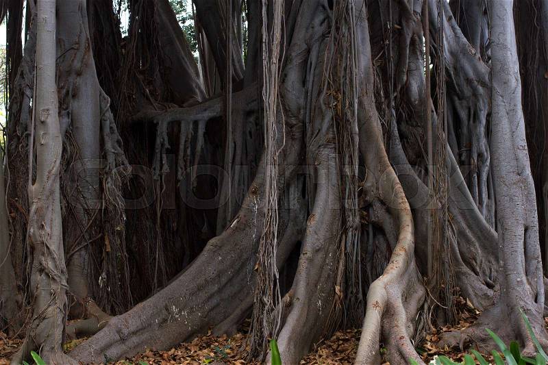 Ficus macrophylla big tree. Aerial roots, with column support. Bromeliaceae, Bromelia undergrowth plant, stock photo