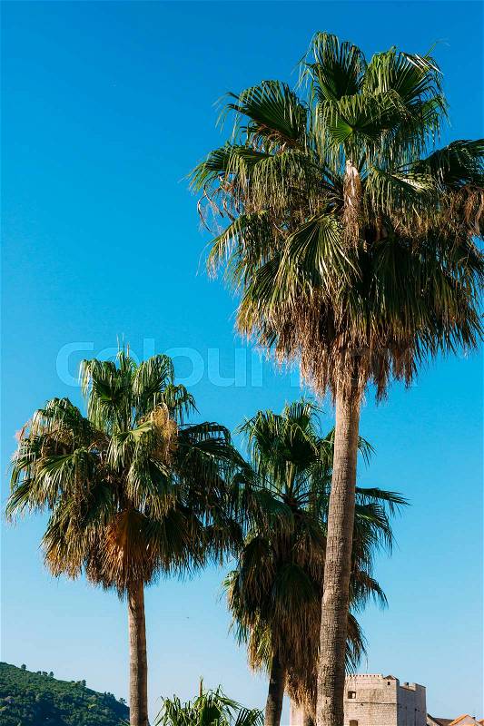 Palm tree. Date tree in Montenegro. Palm forest, stock photo