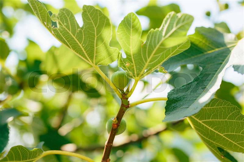 Fig trees, small fruits. Ripening figs on the tree, stock photo