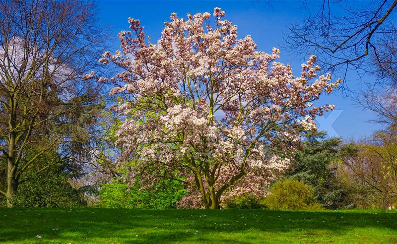 A beautiful Magnolia tree. Bloomy magnolia tree, stock photo