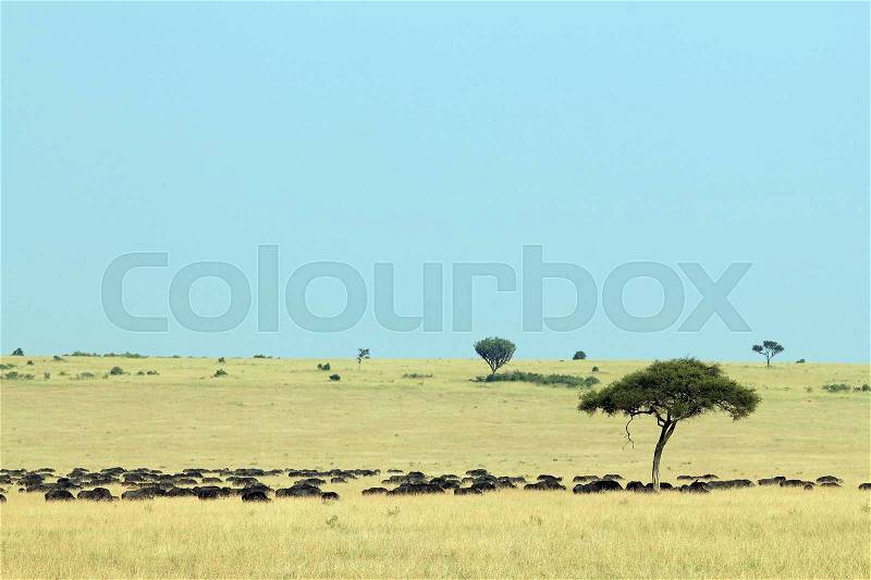 African Buffalo Herd (Syncerus caffer, aka Cape Buffalo) on the Savannah. Maasai Mara, Kenya, stock photo