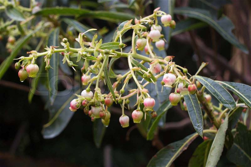 Arbutus unedo. Strawberry tree small white flowers in clusters, stock photo