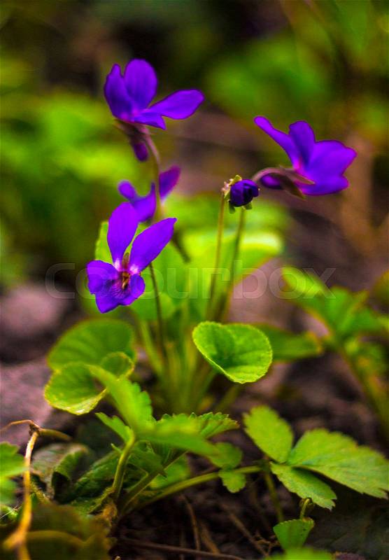Flowers violets. Wood violets flowers close up. viola odorata, stock photo