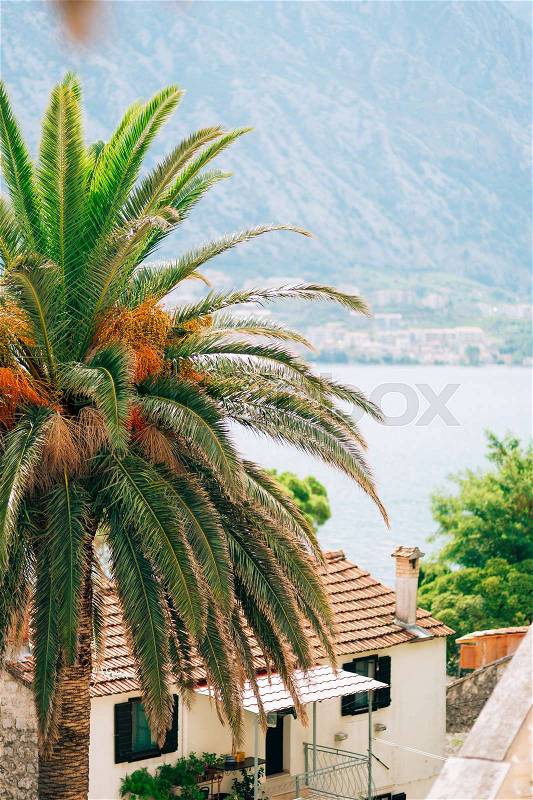 Palm tree. Date tree in Montenegro. Palm forest, stock photo