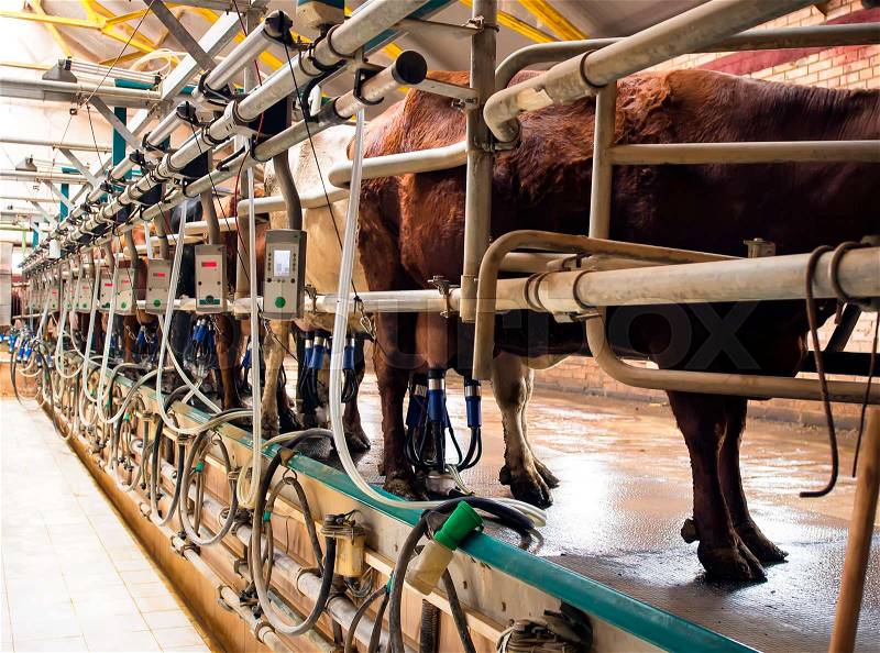 Cow milking facility and mechanized milking equipment in the milking hall, stock photo