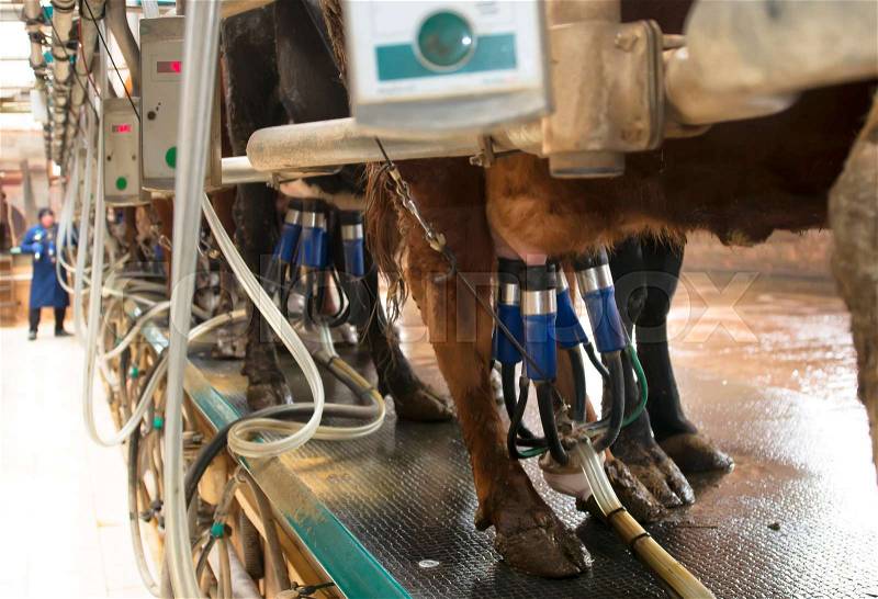Cow milking facility and milking equipment in the farm, stock photo